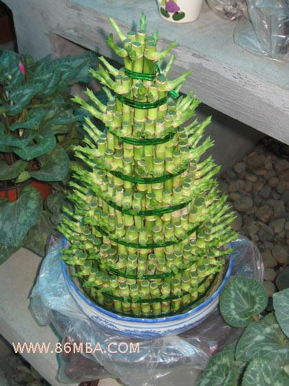 風水 富貴竹 植物風水 植物 羅盤 白水晶 