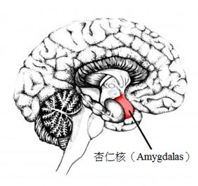 个人脾气与脑部结构有关2